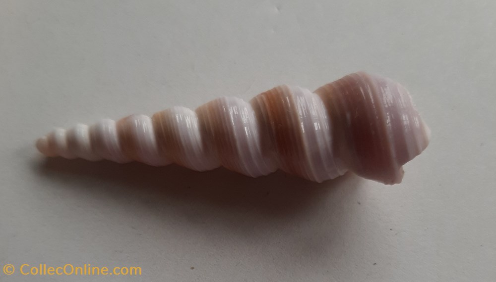 Turritella duplicata conchas y fosiles gastropoda turritella duplicata