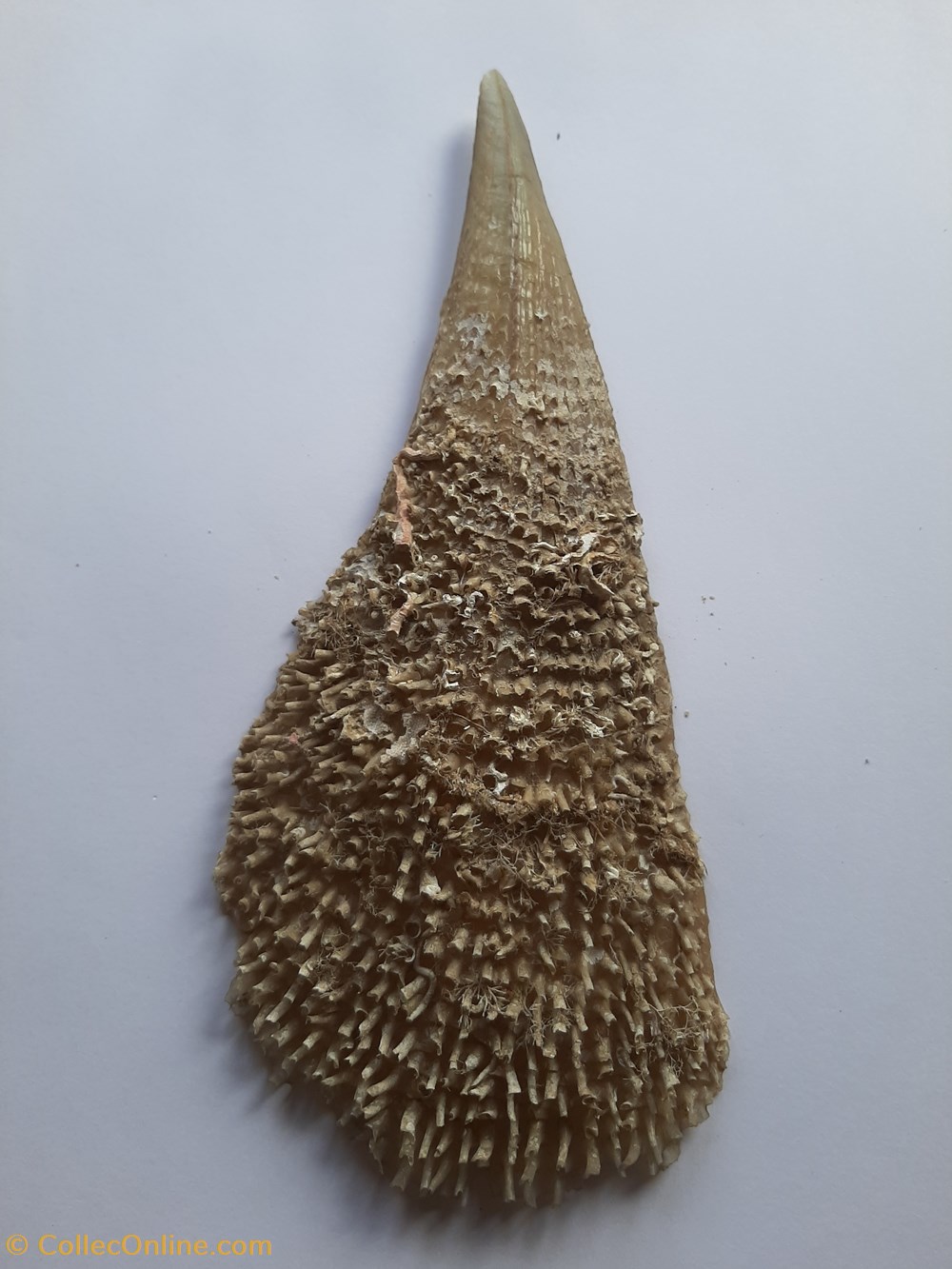 Pinna Nobilis (Nacra) conchas y fosiles bivalvia pinna nobilis nacra