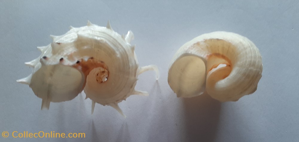 conchas y fosiles gastropoda angaria delphinus