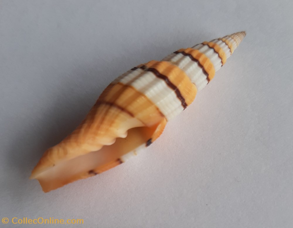 conchas y fosiles gastropoda vexilium citrinum