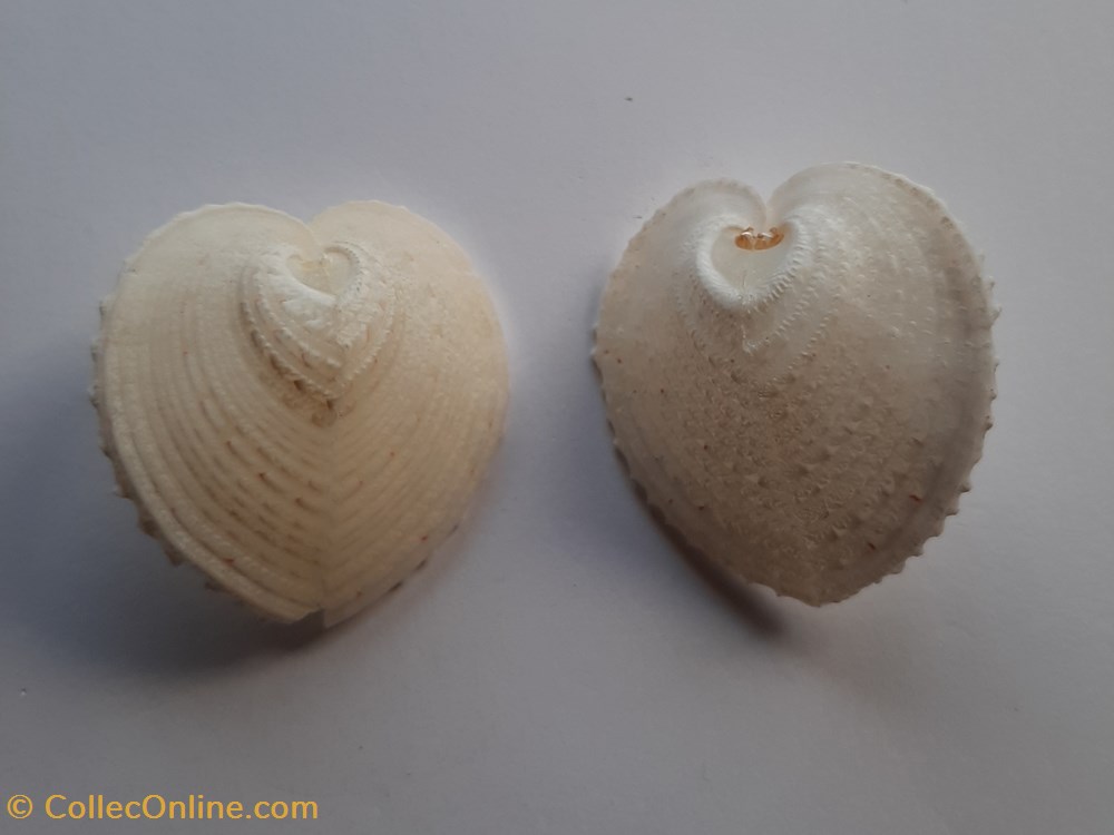 Corculum Cardissa conchas y fosiles bivalvia corculum cardissa