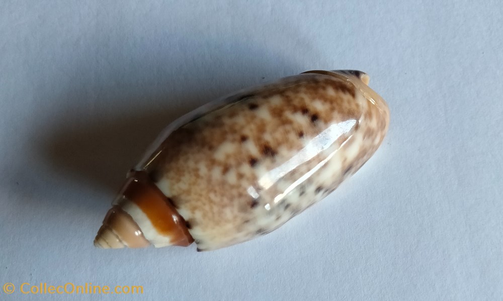 Oliva mantichora conchas y fosiles gastropoda oliva mantichora