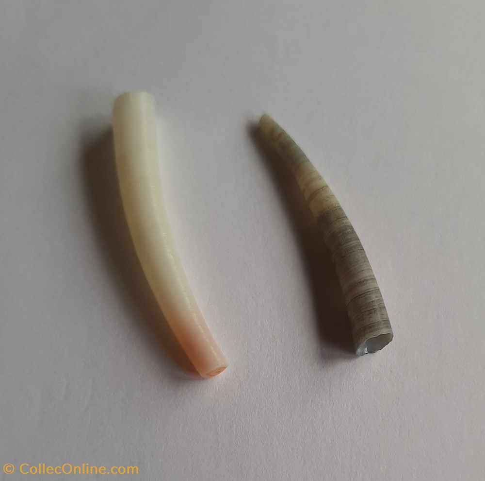 Antalis vulgaris conchas y fosiles scaphopoda antalis vulgaris