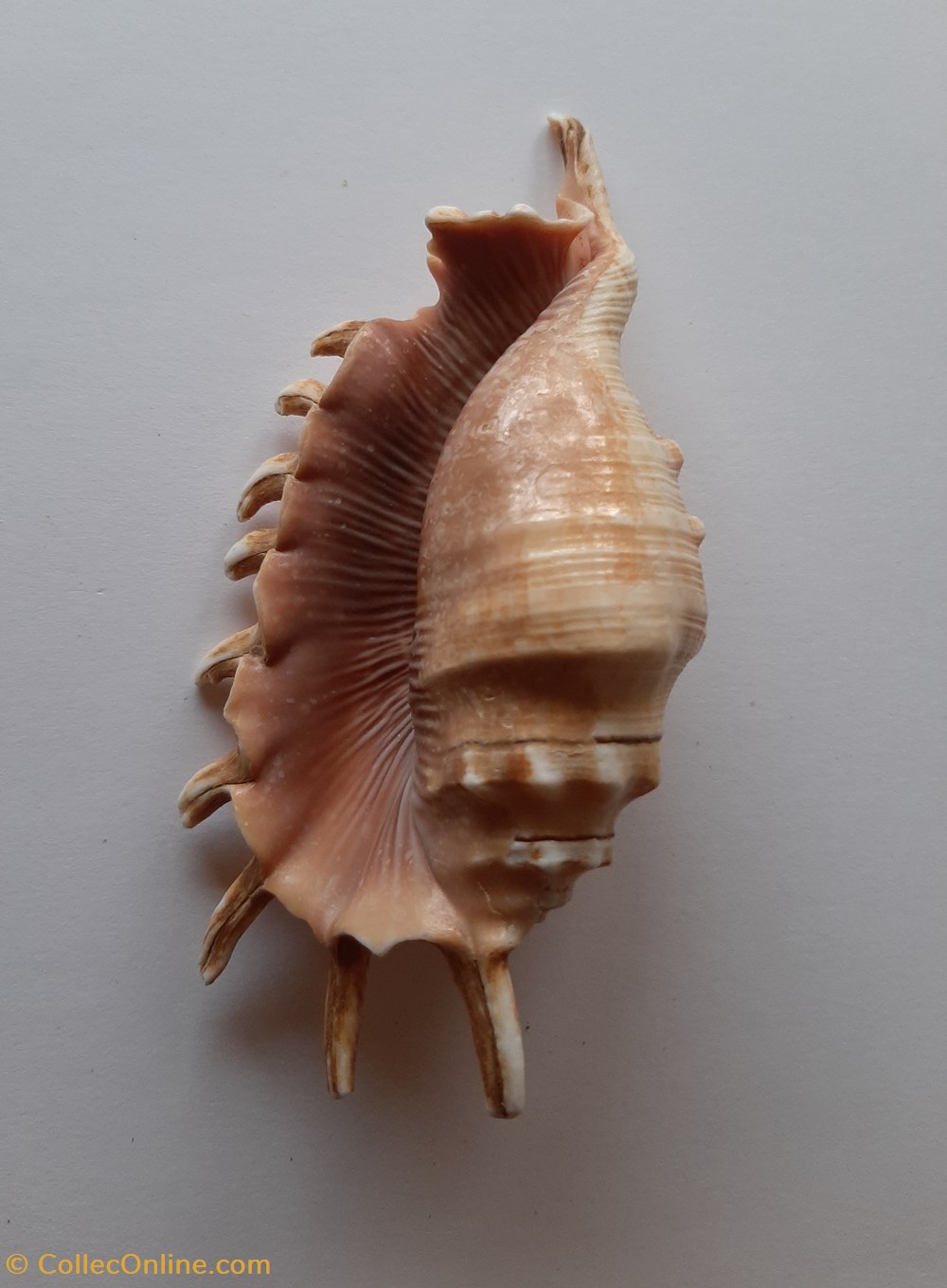conchas y fosiles gastropoda lambis millipeda