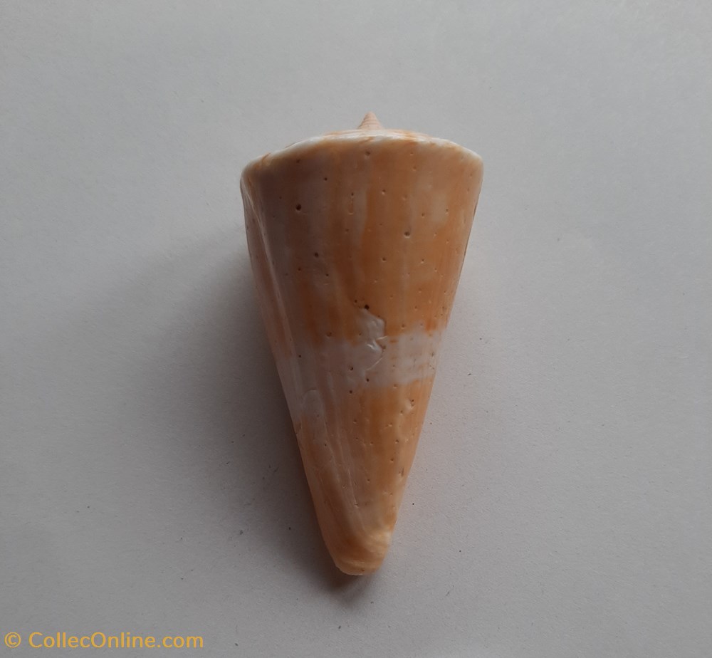 Conus voluminalis conchas y fosiles conus voluminalis