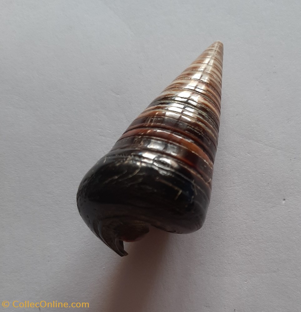 Cerithium Telescopium conchas y fosiles gastropoda cerithium telescopium