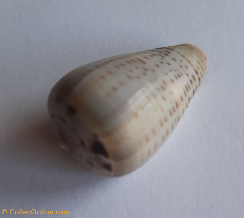 Conus glaucus conchas y fosiles gastropoda conus glaucus