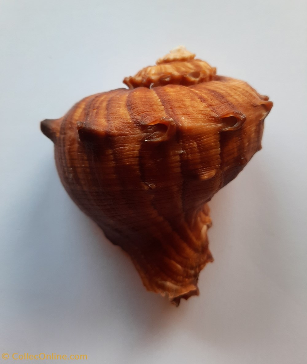conchas y fosiles gastropoda rapana rapiformis
