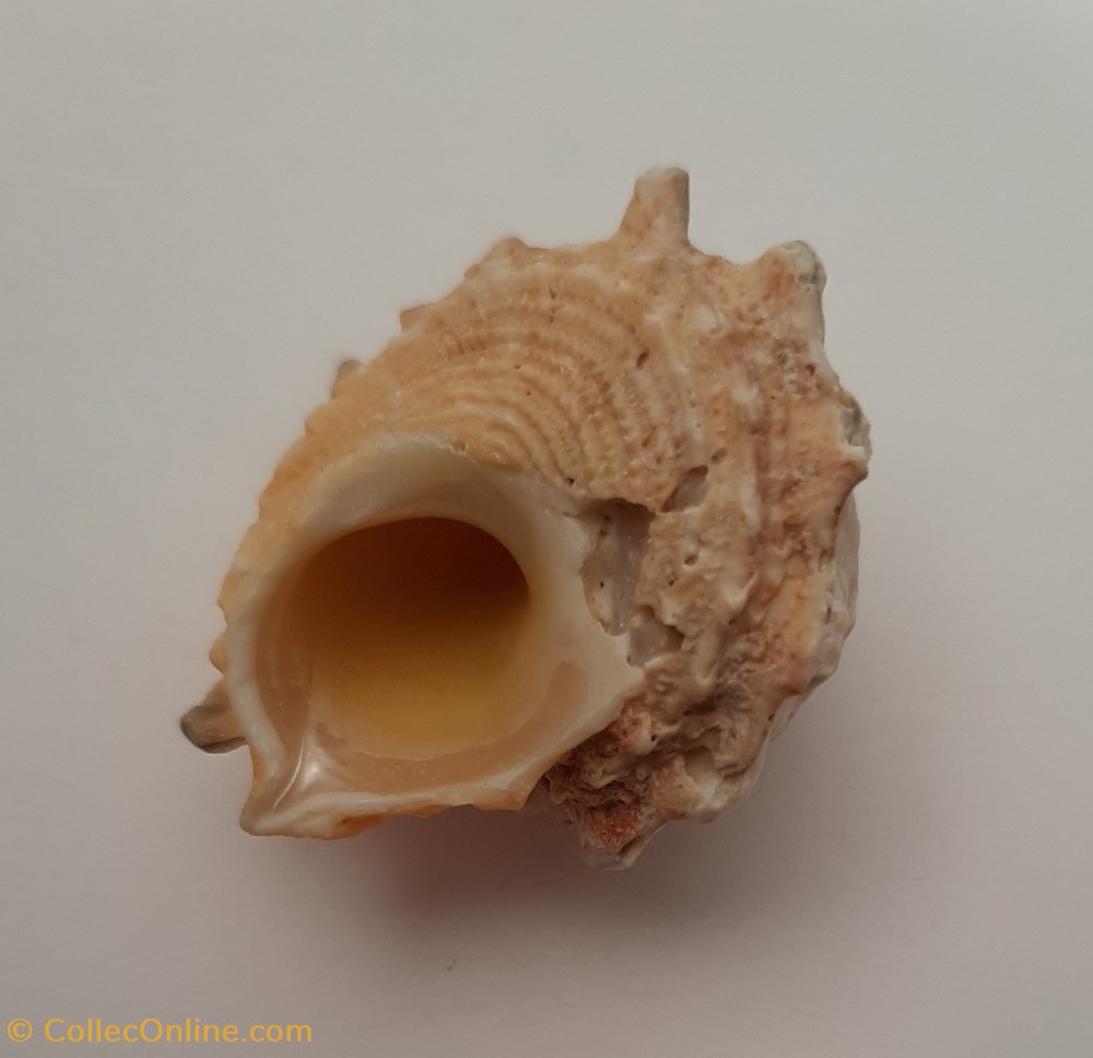 Astraea Calcar conchas y fosiles gastropoda astraea calcar
