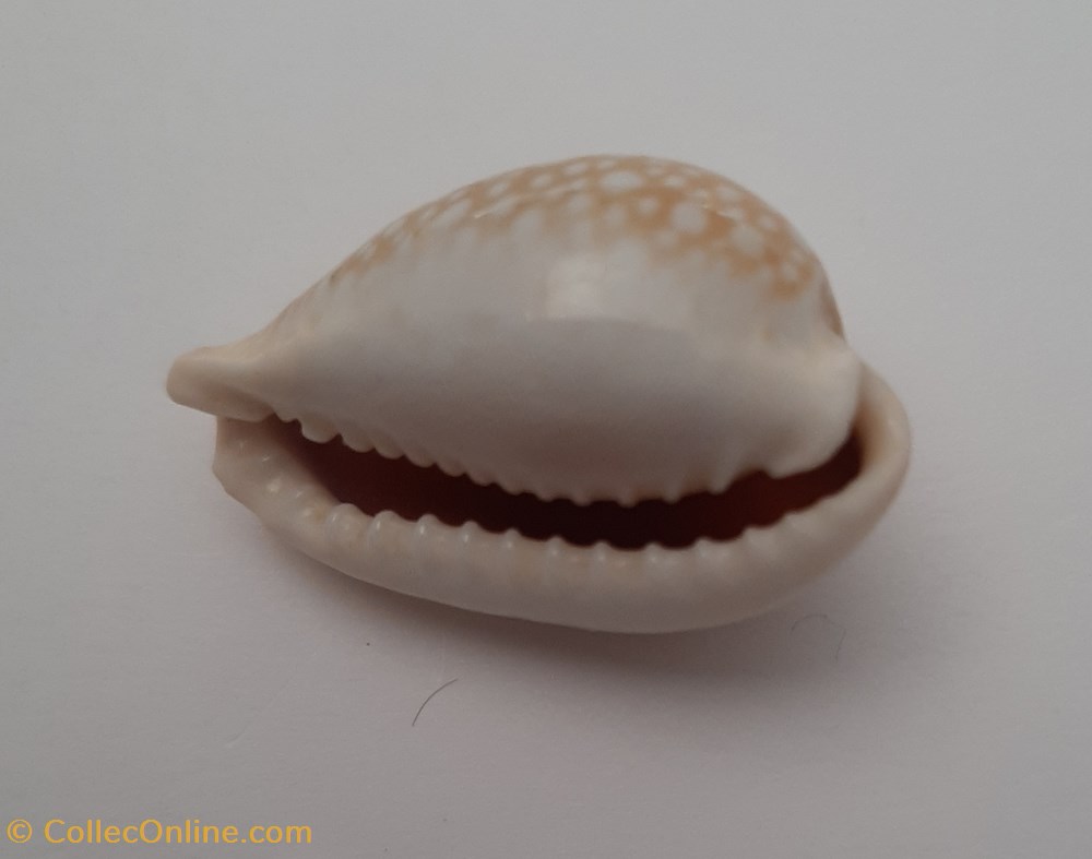 Cypraea Miliaris conchas fosiles gastropoda cypraea miliaris