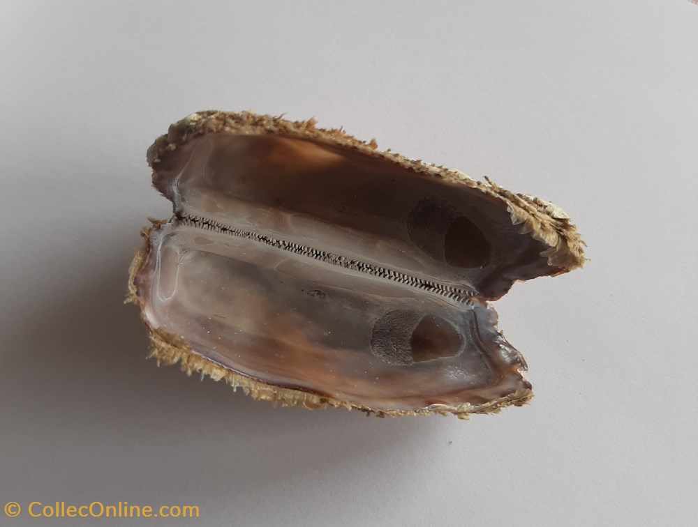 Arca noae conchas y fosiles bivalvia arca noae