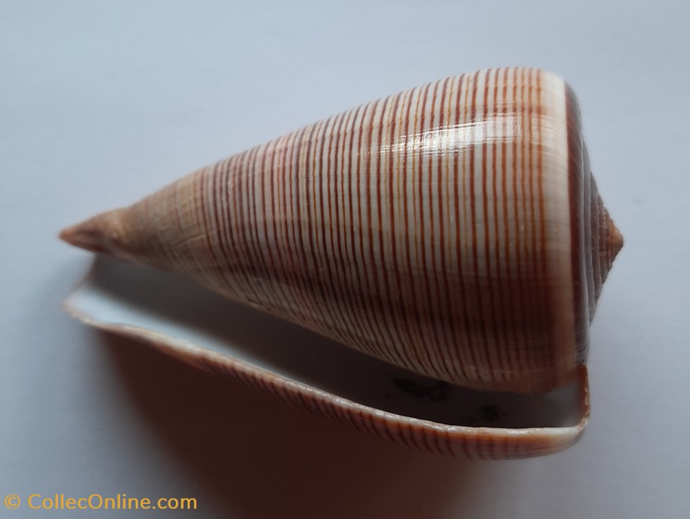 Conus Figulinus conchas y fosiles gastropoda conus figulinus