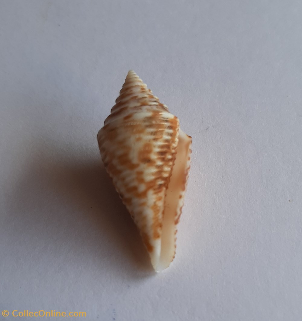Conus praecellens conchas y fosiles conus praecellens