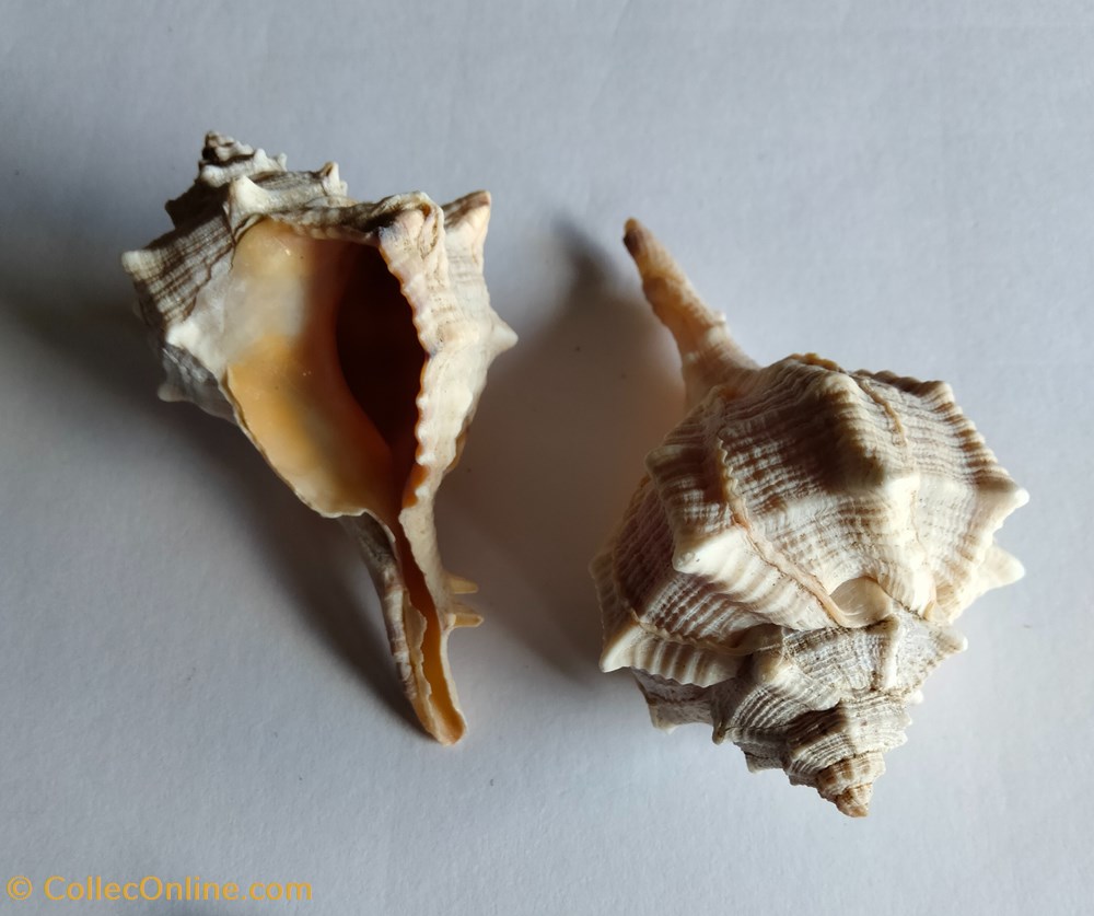 conchas y fosiles gastropoda bolinus brandalis