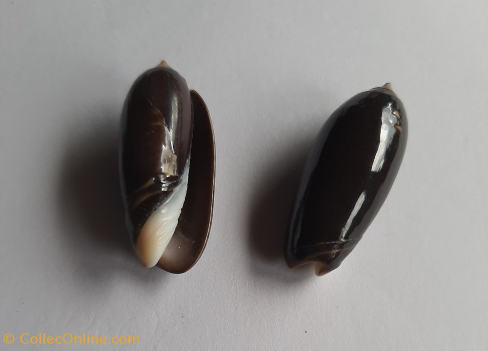 Oliva tigridella oriola conchas y fosiles gastropoda oliva tigridella oriola