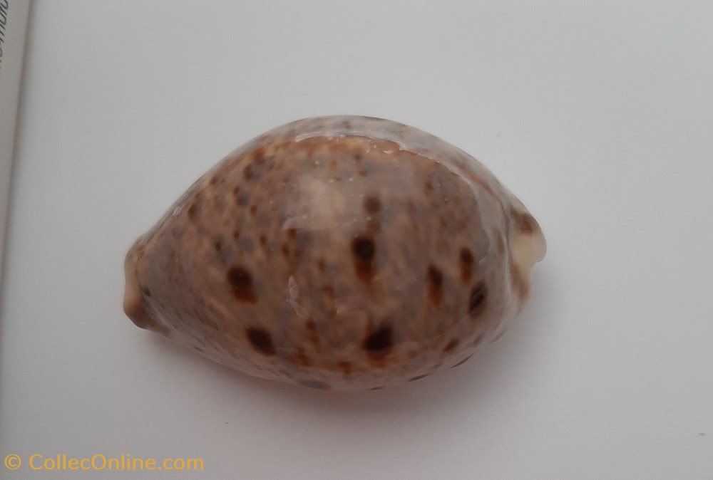 conchas fosiles gastropoda cypraea linx