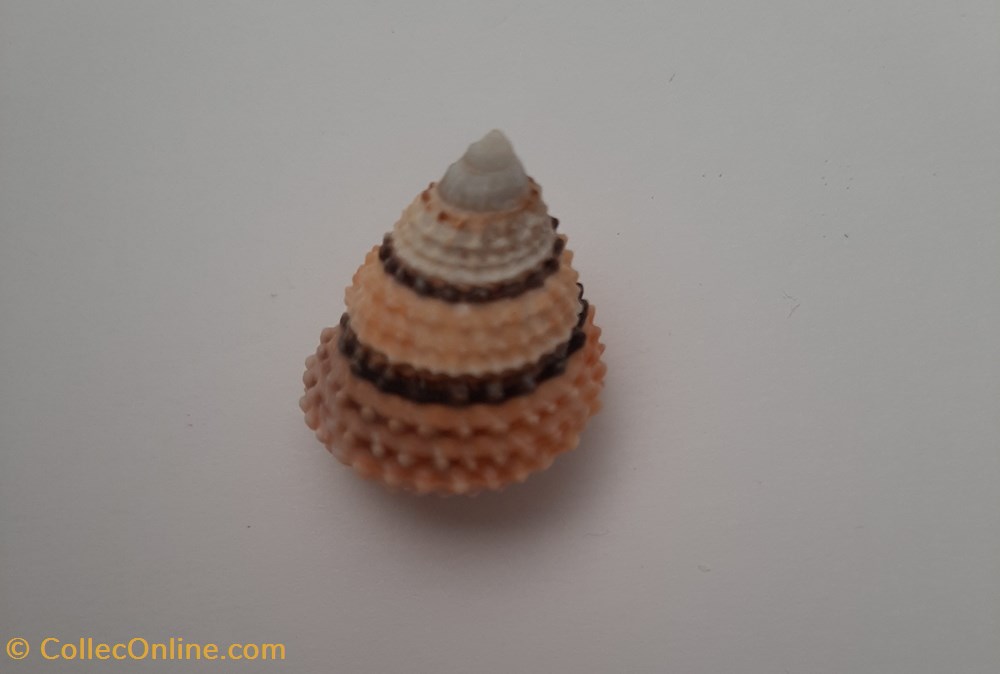 Tectarius Coronatus conchas y fosiles gastropoda tectarius coronatus