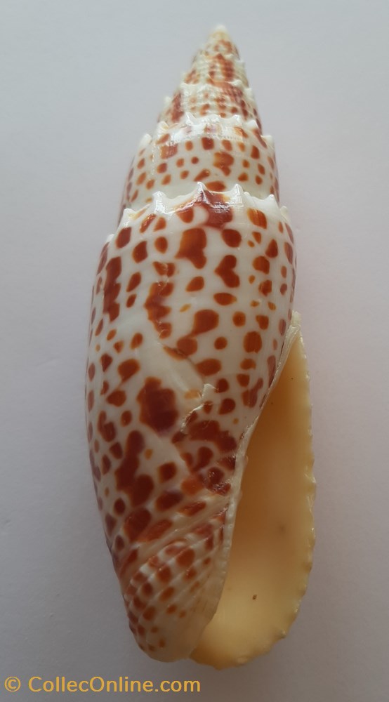 Mitra Papalis conchas y fosiles gastropoda mitra papalis