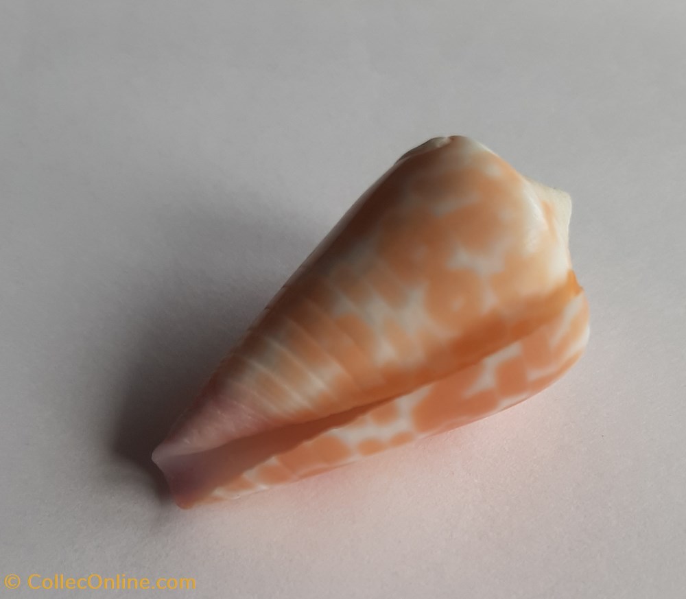Conus tesulatus conchas y fosiles conus tesulatus