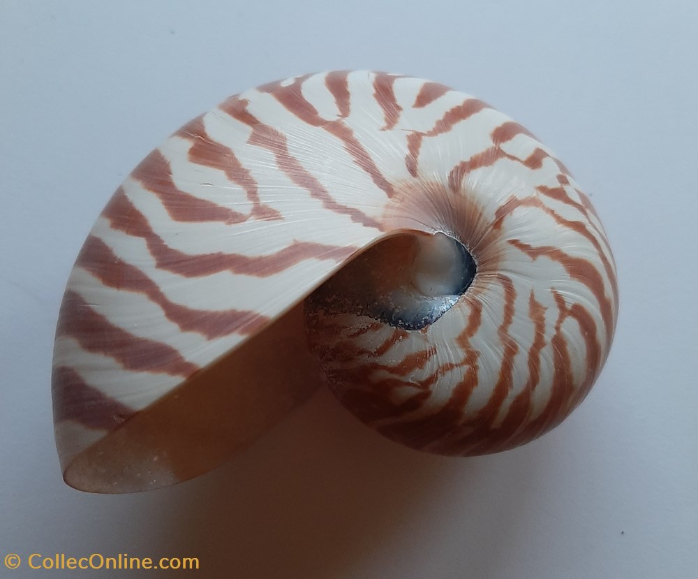Nautilus Pompilus conchas y fosiles cephalopoda nautilus pompilus
