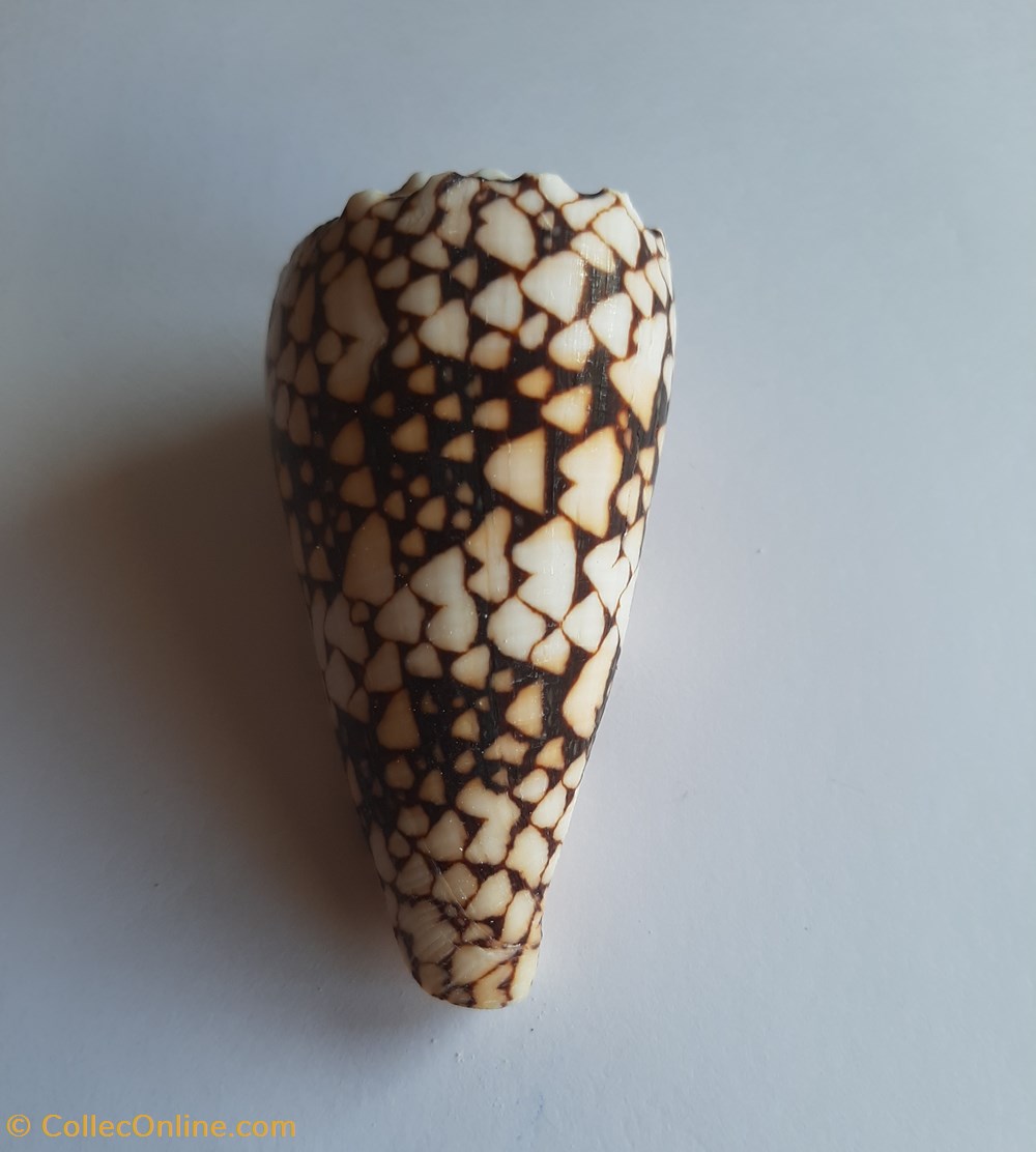 Conus bandanus conchas y fosiles conus bandanus