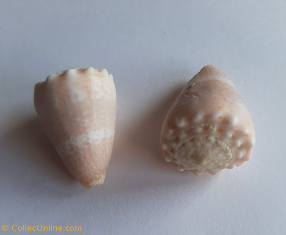 Conus miliaris conchas y fosiles conus miliaris