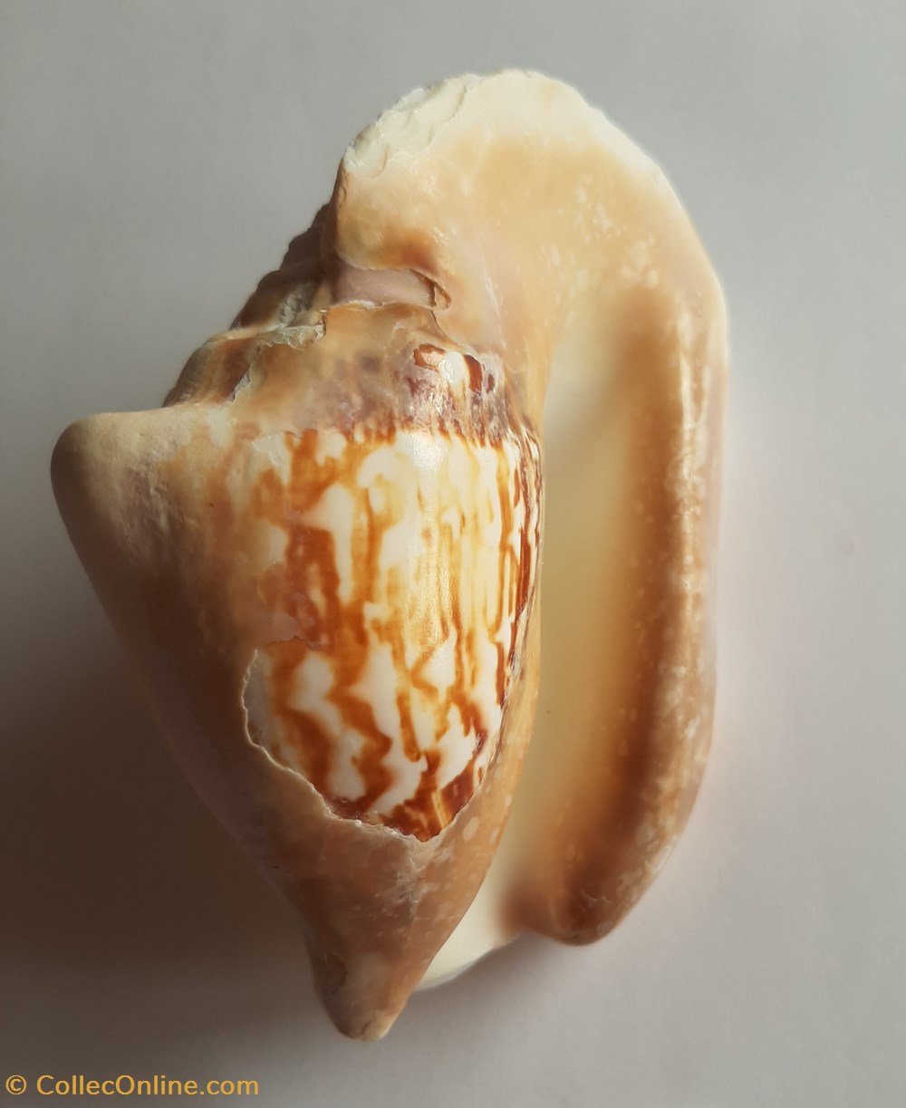 conchas y fosiles gastropoda strombus latissimus