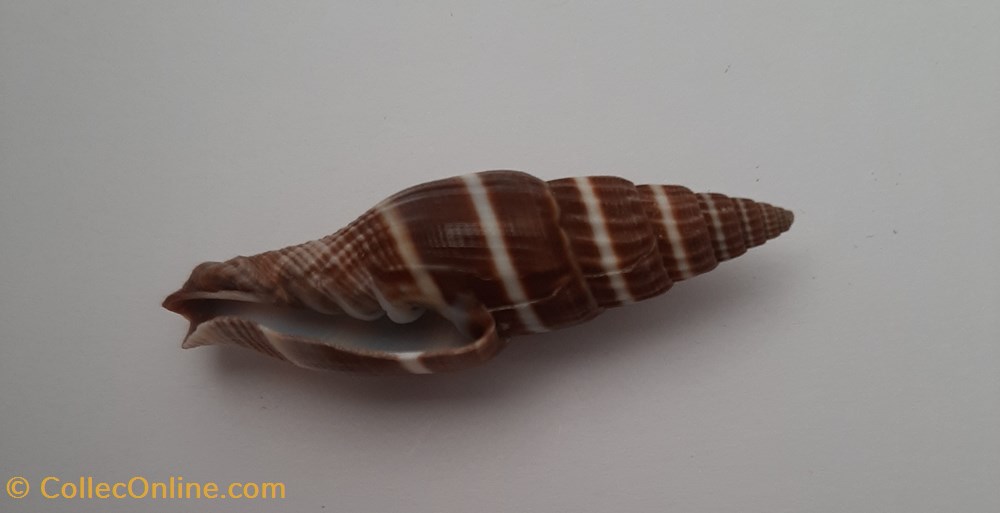 conchas y fosiles gastropoda vexilium formosense