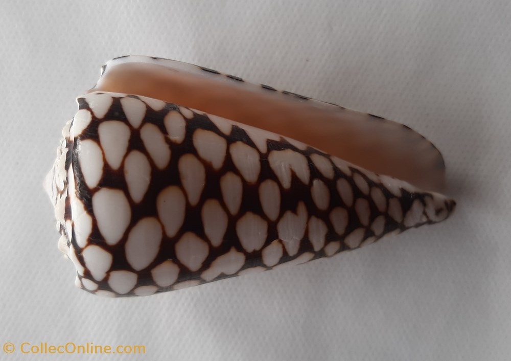 Conus Marmoreus conchas y fosiles gastropoda conus marmoreus