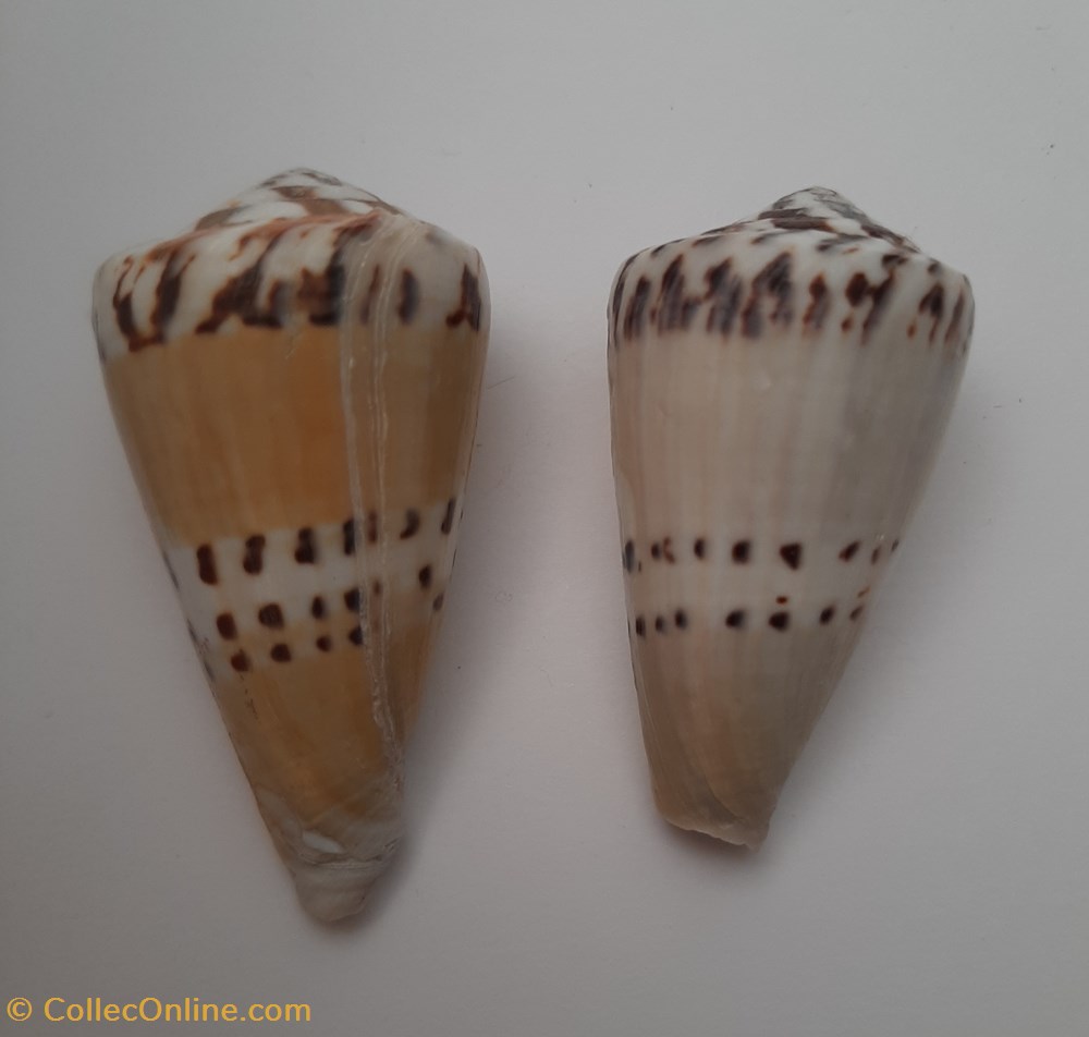 conchas y fosiles gastropoda conus capitaneus