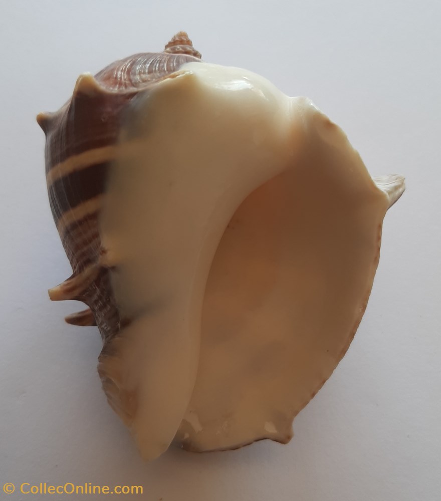 Melongena Melongena conchas y fosiles gastropoda melongena melongena