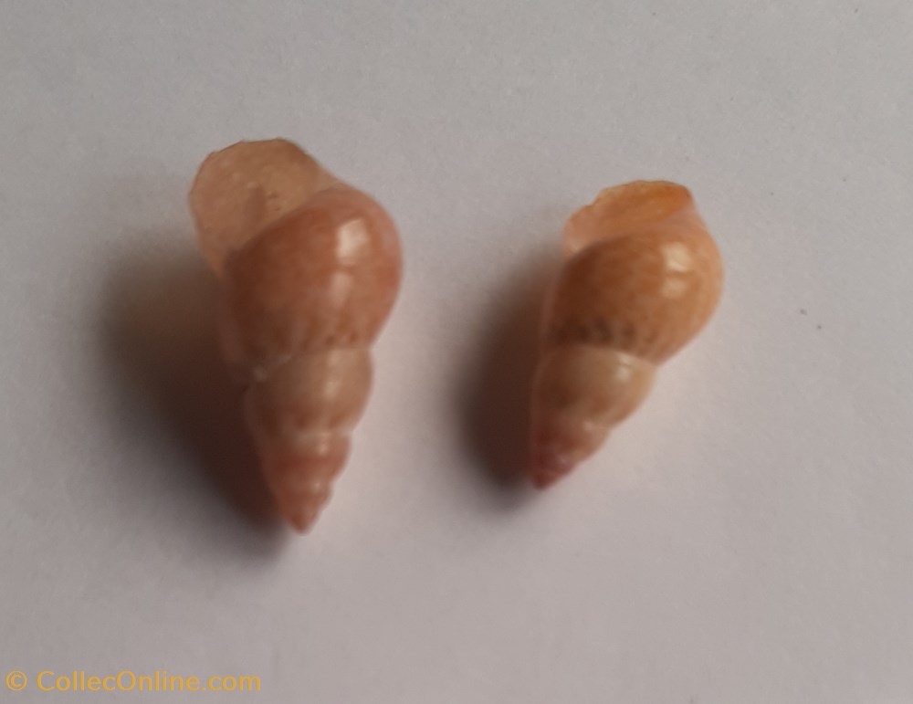 Phasianella solida conchas y fosiles gastropoda phasianella solida