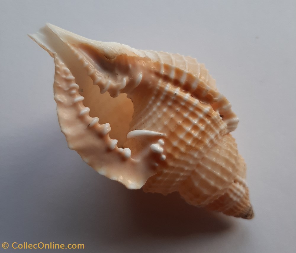 Distorsio Reticularis conchas y fosiles gastropoda distorsio reticularis