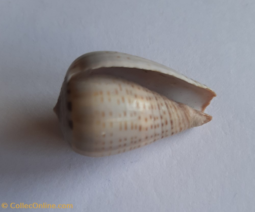 Conus glaucus conchas y fosiles conus glaucus