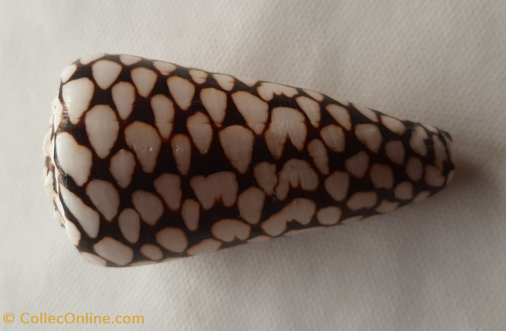 Conus Marmoreus conchas y fosiles gastropoda conus marmoreus