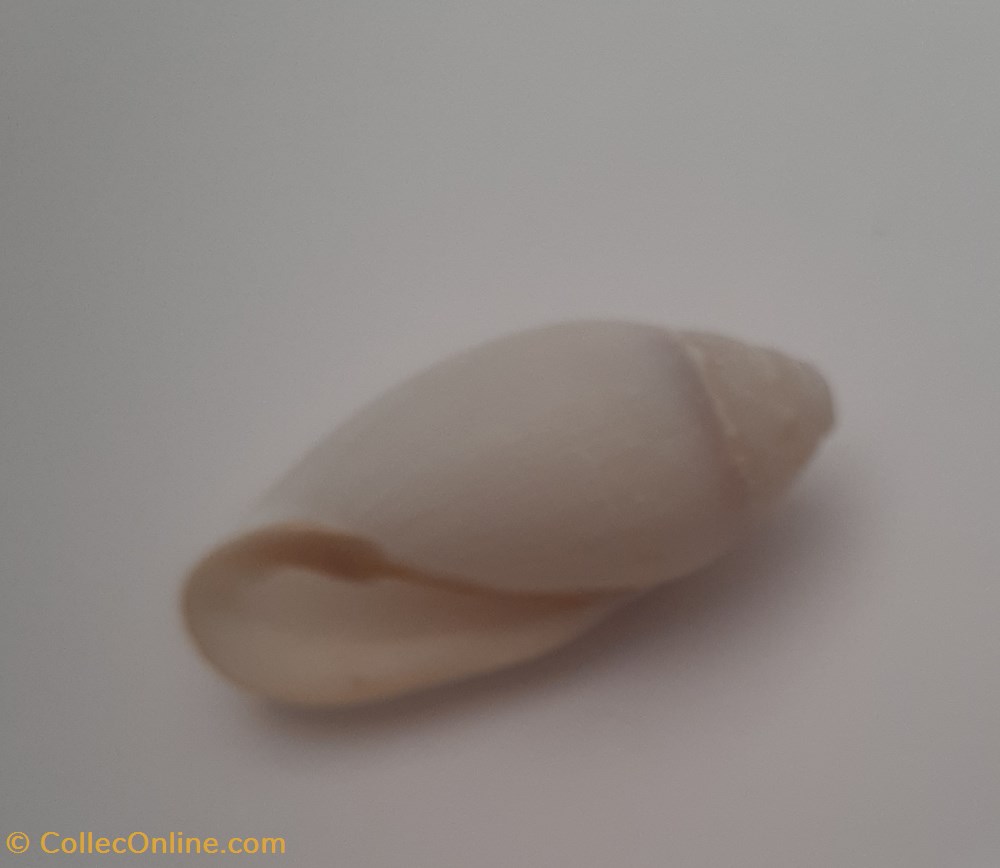 Mitra Nucea conchas y fosiles gastropoda mitra nucea