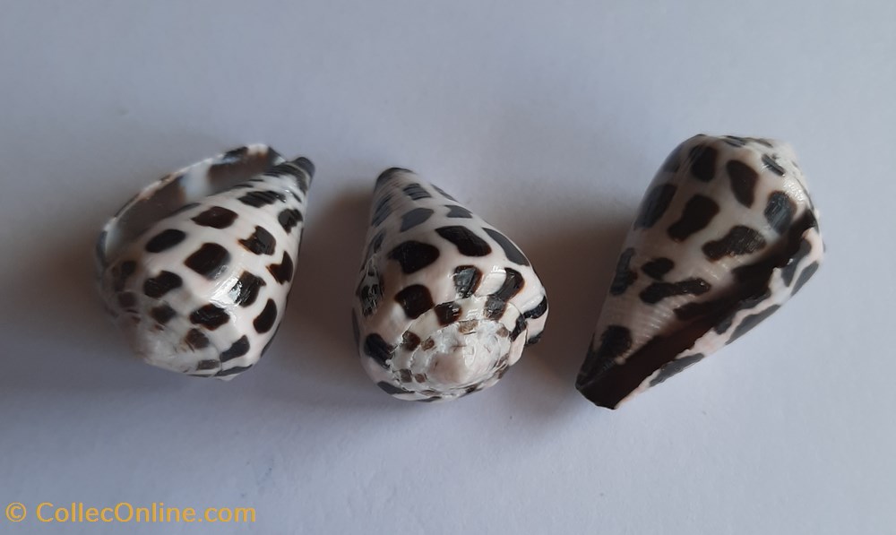 Conus ebraeus conchas y fosiles conus ebraeus