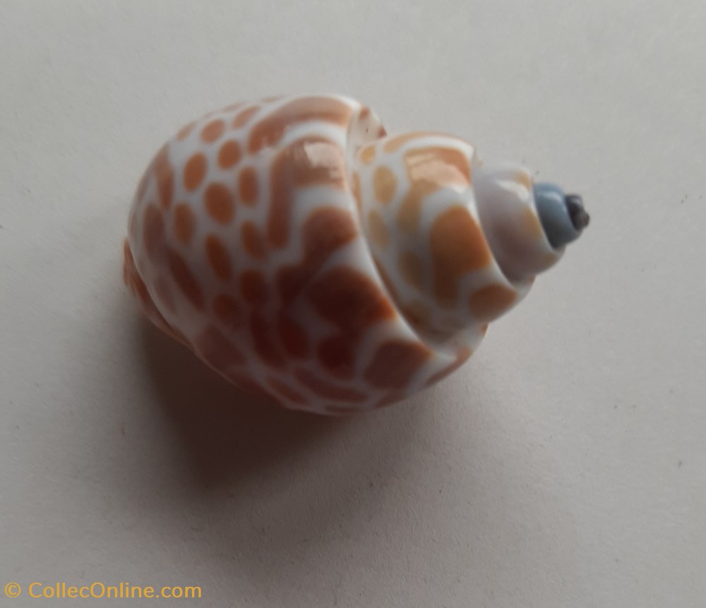conchas fosiles gastropoda babylonia spirata
