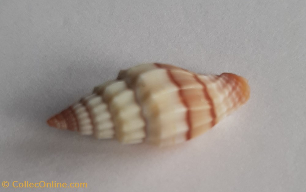 Vexilium plicarium conchas y fosiles gastropoda vexilium plicarium