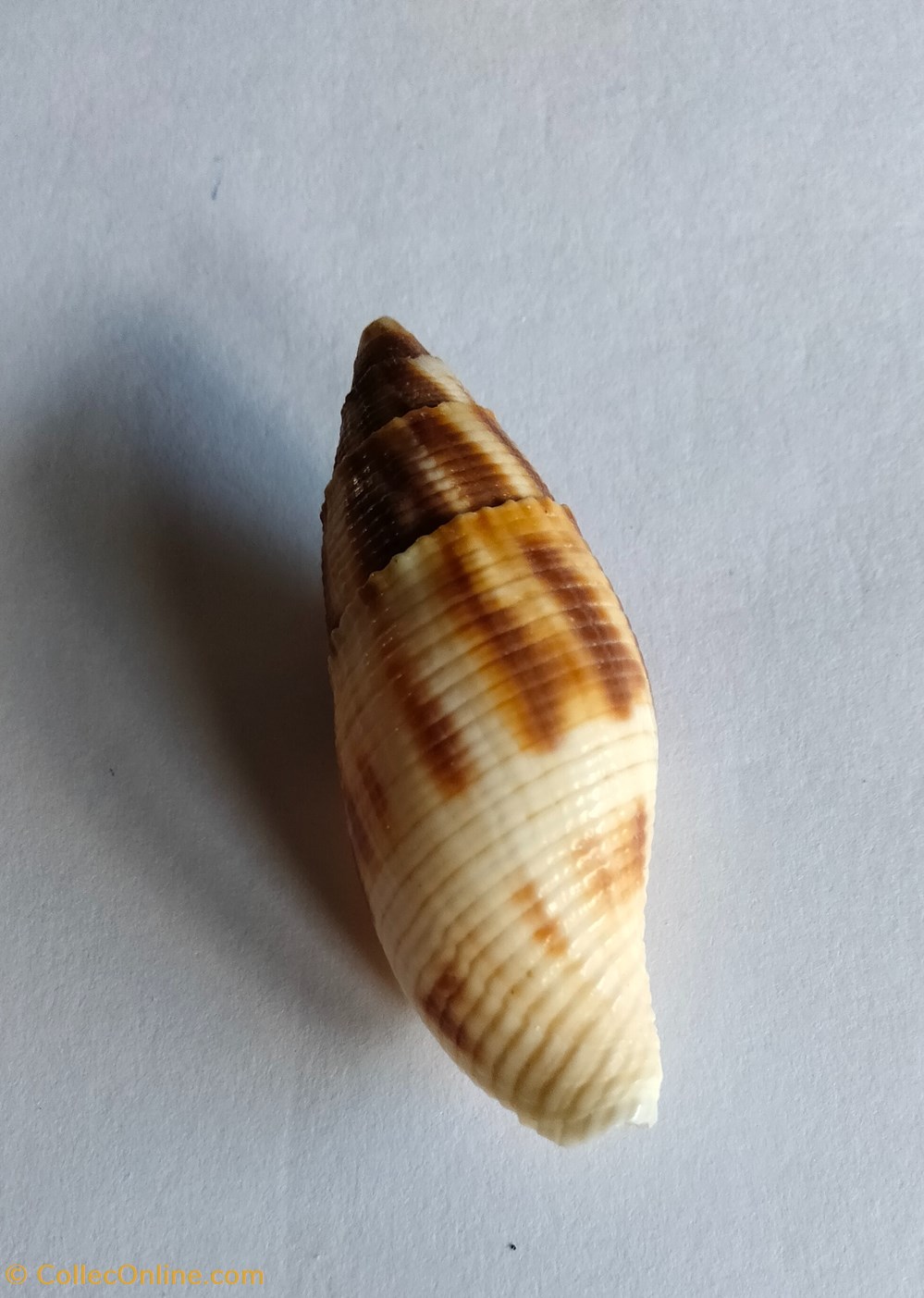 Nebularia eremitarum o mitra adusta conchas y fosiles gastropoda nebularia eremitarum o mitra adusta
