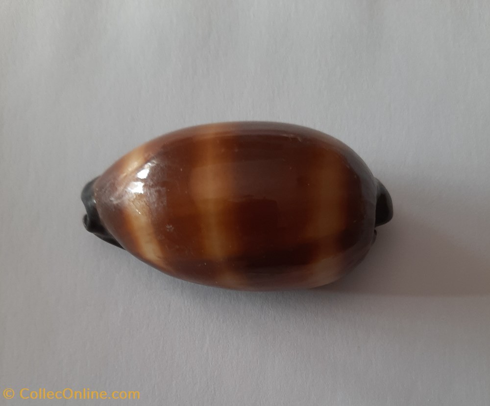 Talparia Talpa conchas y fosiles gastropoda talparia talpa
