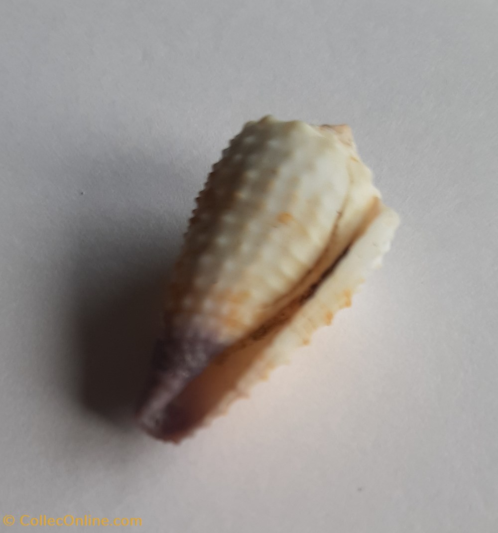 Conus muriculatus conchas y fosiles conus muriculatus