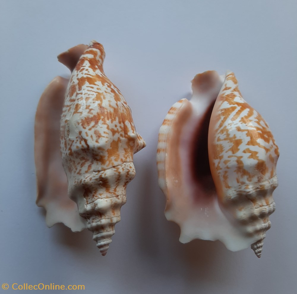 conchas y fosiles gastropoda strombus sinuatus