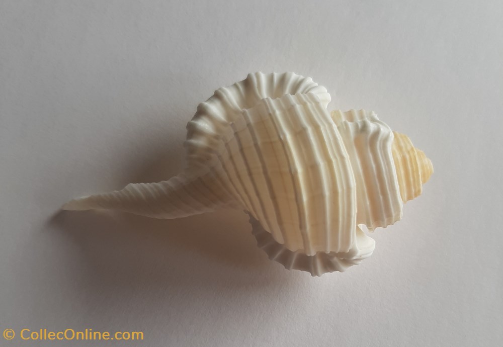 cymatium gutturnium conchas fosiles gastropoda cymatium gutturnium