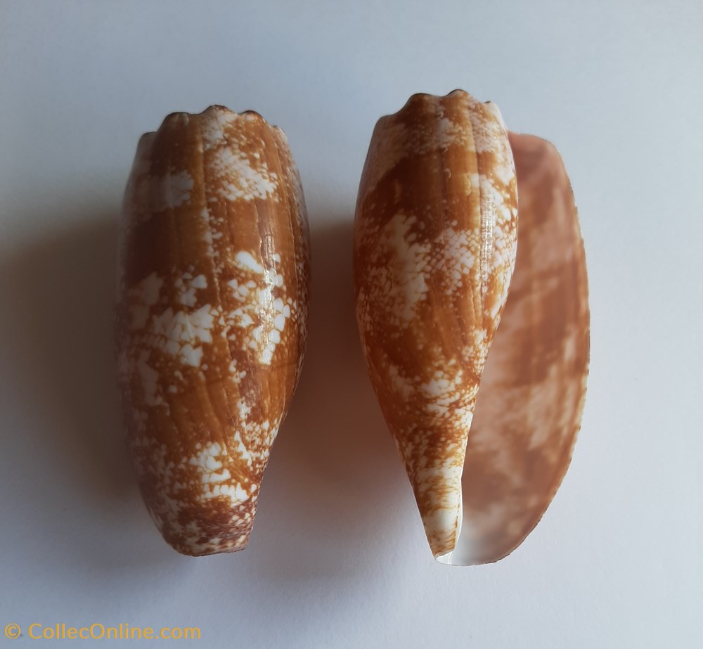 conchas y fosiles gastropoda conus geographus