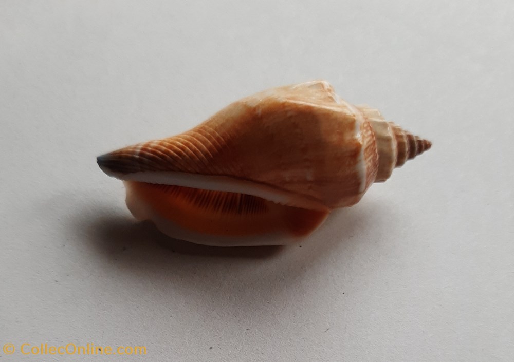 Stombus urceus conchas y fosiles gastropoda stombus urceus