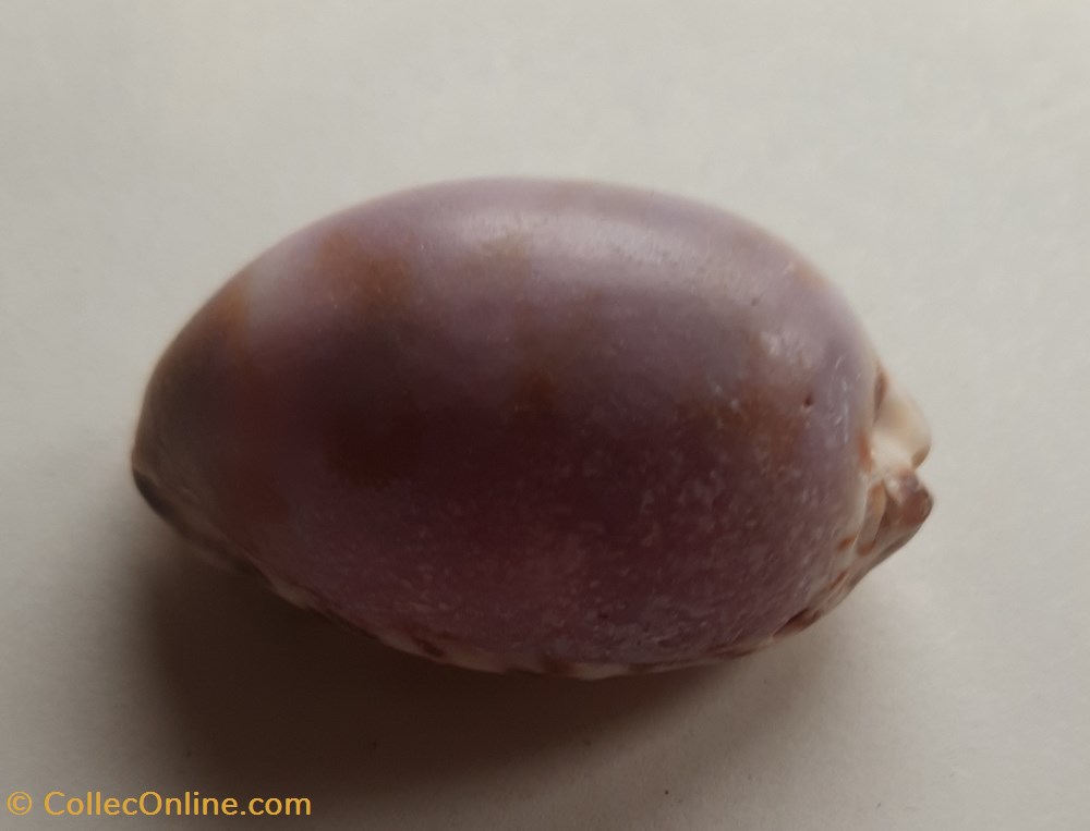 Cypraea maculifera conchas fosiles gastropoda cypraea maculifera