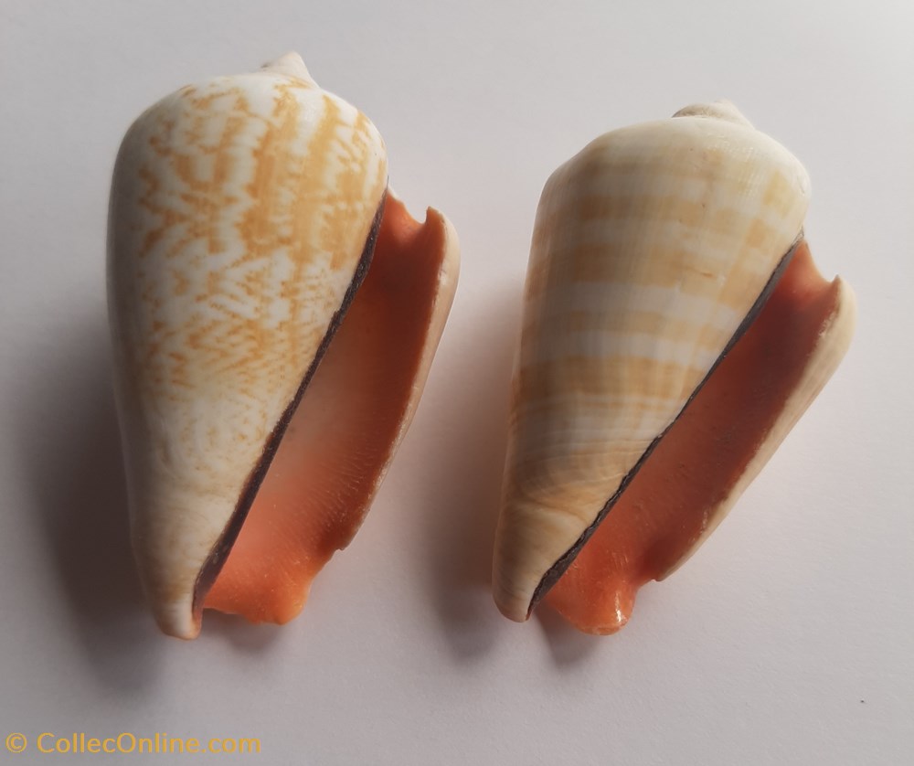 Strombus luhuanus conchas y fosiles gastropoda strombus luhuanus