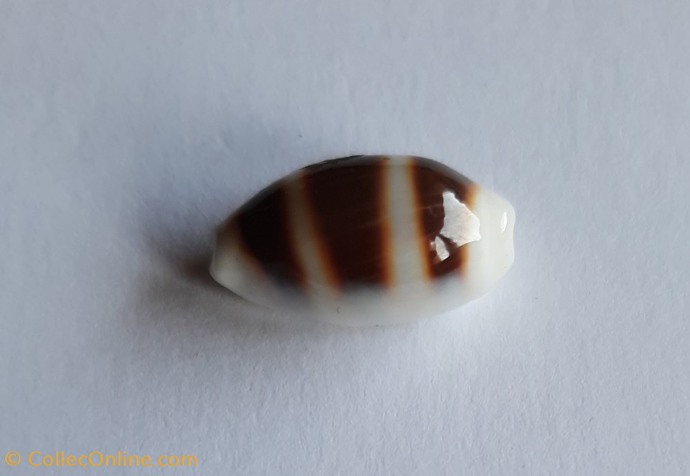 conchas fosiles gastropoda cypraea asellus