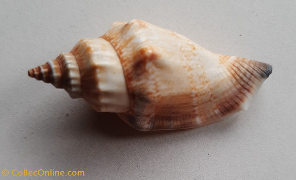 conchas y fosiles gastropoda stombus urceus